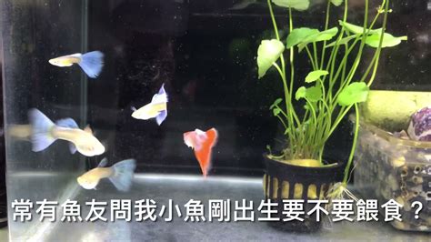 魚養